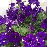 Vegetativna ampelna petunija noćno nebo (zvjezdana noć): fotografij...